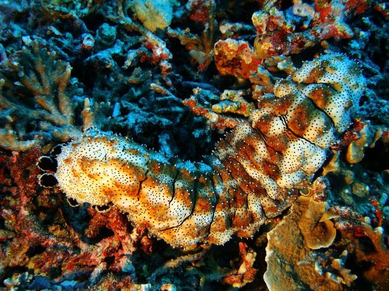 SIMILAN NOV 2008 .PHOTO LORAN (65).JPG